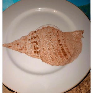Sea Shell Plate 1976 Fitz and Floyd Cogquille Sea Shell Plate, Nautical Tableware, Japan, Beach Cottage Decor - Dinner Plate