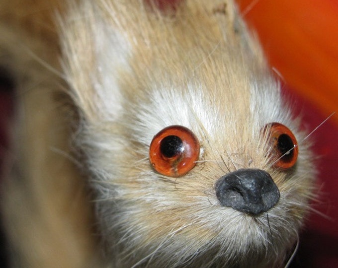 Vintage Stuffed Toy Squirrel Natural Hair Orange Eyes Etsy