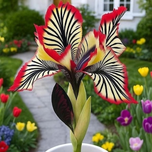 May include: A vibrant iris flower in a white pot, showcasing red, yellow, and black striped petals. The flower is set against a blurred garden backdrop with a pathway and other colorful flowers, creating a striking contrast.
