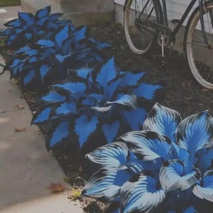 Op de afbeelding: Een rij levendige blauwe hostaplanten met donkergroene randen langs een betonnen oprit. Een zwarte fiets met wielen met witte banden staat geparkeerd bij een wit huis. Een persoon geeft de planten water met een slang.