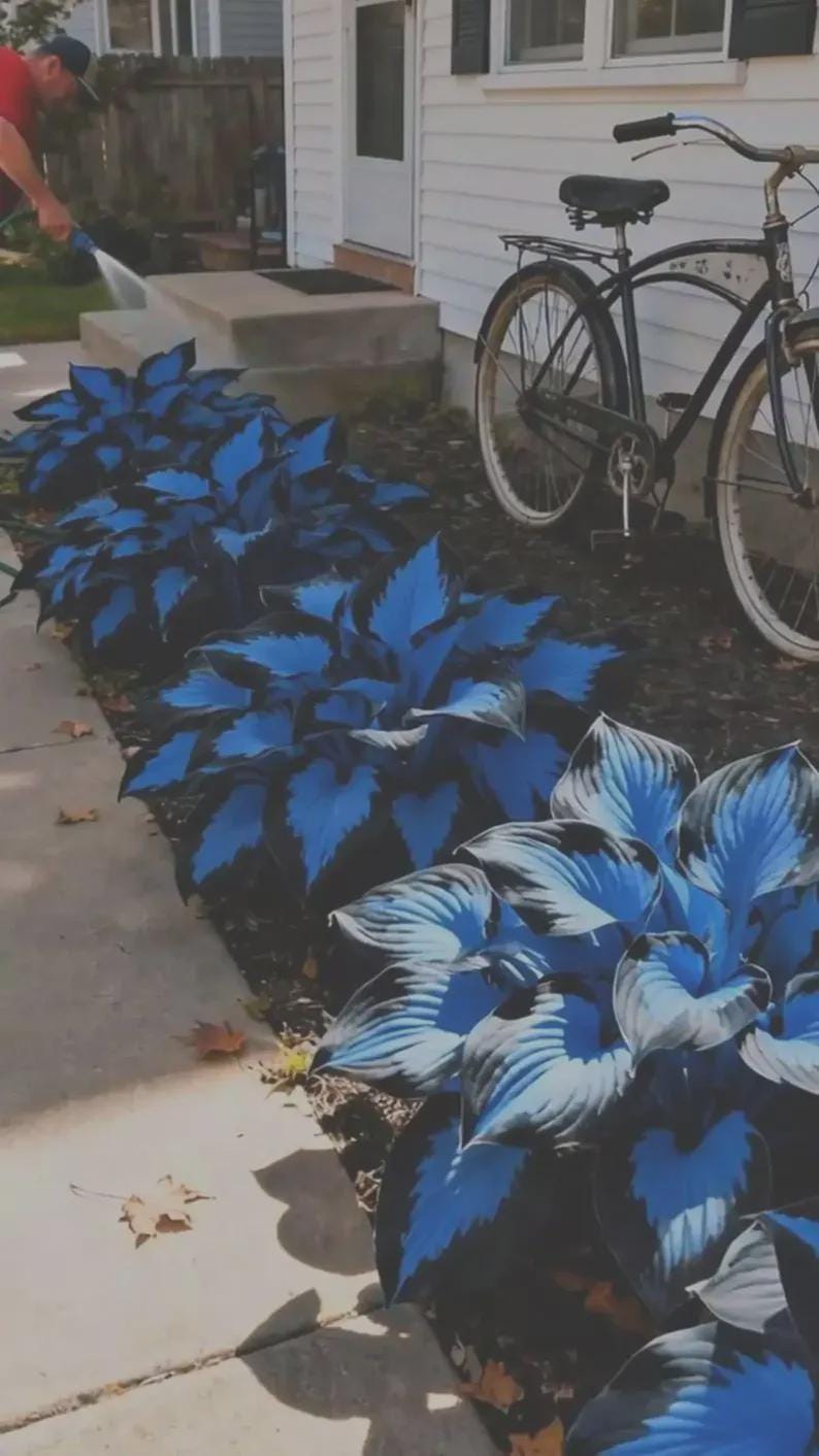 Op de afbeelding: Een rij levendige blauwe hostaplanten met donkergroene randen langs een betonnen oprit. Een zwarte fiets met wielen met witte banden staat geparkeerd bij een wit huis. Een persoon geeft de planten water met een slang.
