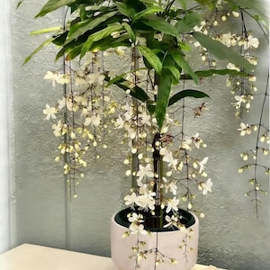Pode incluir: Uma planta em vaso com flores brancas em cascata e folhas verdes. A planta está em um vaso de cerâmica rosa claro. As flores pendem em fios delicados, criando uma exibição visualmente atraente. O fundo é uma parede cinza texturizada.