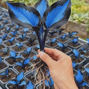 May include: A close-up of a plant with striking blue and black leaves. The plant is held up, revealing its roots. Other similar plants are in small pots in the background, suggesting a nursery or garden setting.