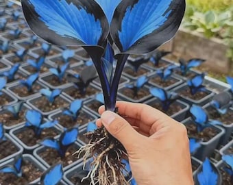300 Rare Blue Heart Hosta Seeds – Midnight Shade Garden Perennial Plant