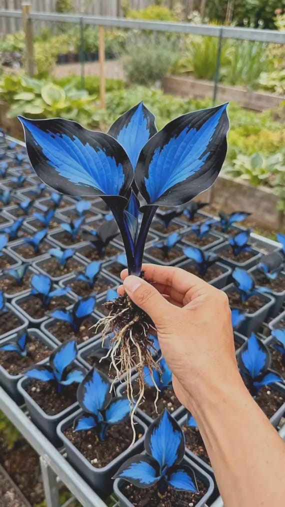 300 Rare Blue Heart Hosta Seeds – Midnight Shade Garden Perennial Plant for Home Garden