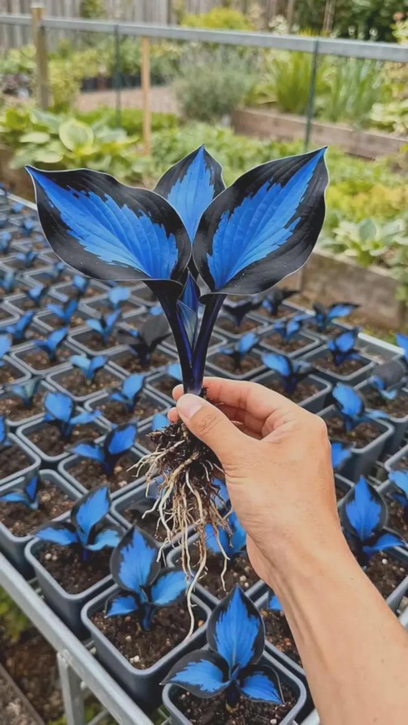 Op de afbeelding: Een plant met opvallende blauwe en zwarte bladeren wordt omhoog gehouden, waardoor de wortels zichtbaar worden. Andere planten met vergelijkbare bladeren staan in kleine potten op de achtergrond, wat wijst op een kwekerij of tuin.