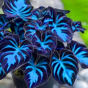 Puede incluir: Primer plano de una planta de filodendro con hojas grandes en forma de coraz&oacute;n. Las hojas son de un p&uacute;rpura oscuro con llamativas vetas y patrones de color azul el&eacute;ctrico. La planta est&aacute; en una maceta negra, sobre un fondo verde borroso.