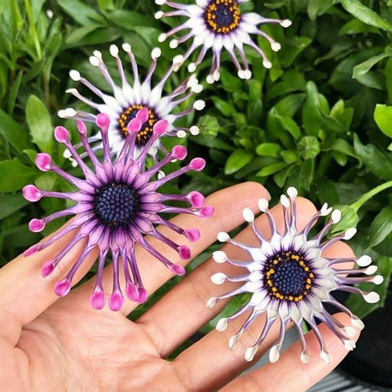 145+ Rare African Daisy Flower Seeds, Perennial Mixed Colors, Non-gmo ...