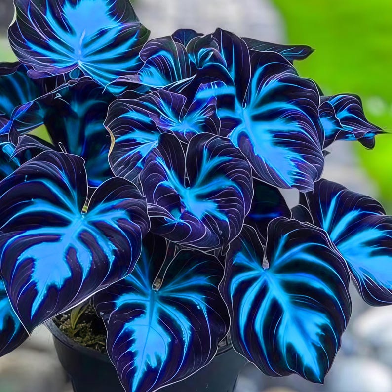Puede incluir: Primer plano de una planta de filodendro con hojas grandes en forma de coraz&oacute;n. Las hojas son de un p&uacute;rpura oscuro con llamativas vetas y patrones azul el&eacute;ctrico. La planta est&aacute; en una maceta negra, sobre un fondo verde borroso.