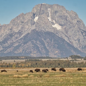 Büffel vor Mount Moran Grand Tetons Wyoming auf Leinwand Großer Foto-Print Bison