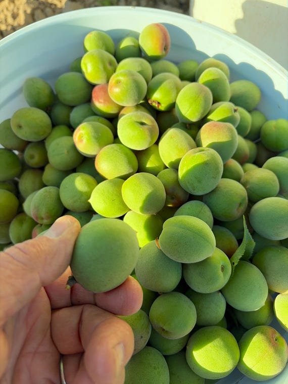 Fresh picked Ume 5 lbs - Nanko - Watahira Ume pickling fermentation Maesil-cheongmae Ju Ume-boshi Ume-shu