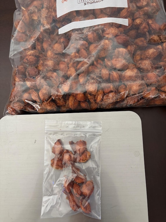 10 Ume seeds Korean Maesil Japanese Ume suited for US growing in zones 7 to 10