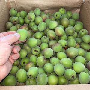 May include: A cardboard box overflowing with green plums, some with reddish hues. A hand holds one of the plums, showcasing their round shape and smooth skin. The plums are likely fresh and ready for use.