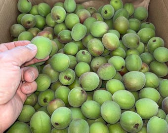 10 pund FÄRSKA japanska Ao-Ume / Prunus Mume / Maesil Ju / Wu Mei Green / Ume-boshi Ume-su