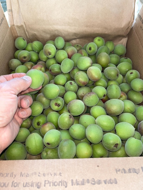 10 lbs FRESH Japanese Ao-Ume / Prunus Mume / Maesil Ju/ Wu Mei Green / Ume-boshi Ume-su