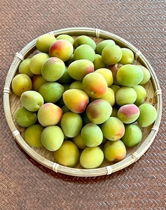 Yellow / Ripened Japanese Ume (Prunus Mume) Ume-boshi, Ume-shu, Maesil-Ju - Local pickup only 10 lbs