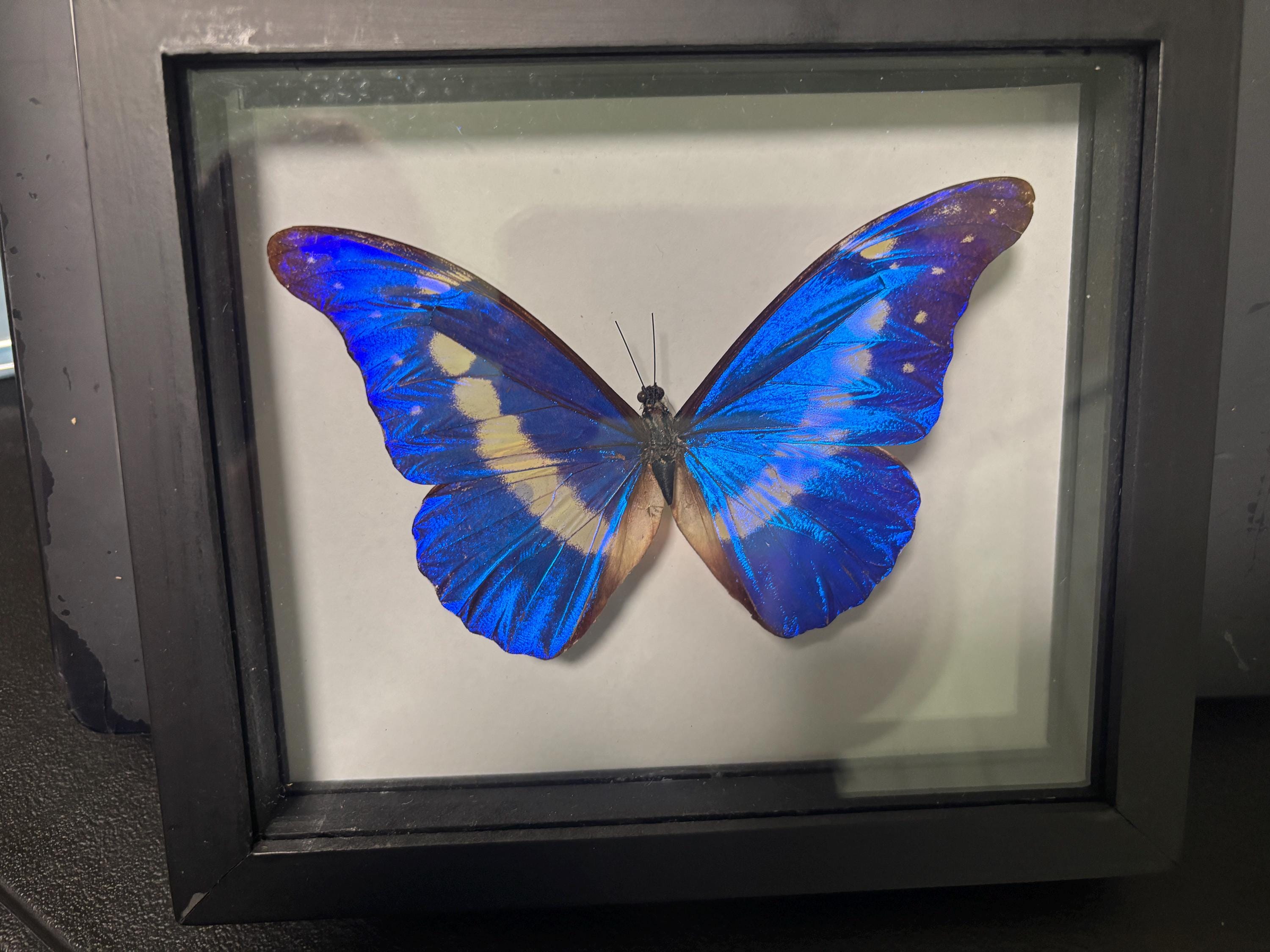 Morpho Helena - Etsy