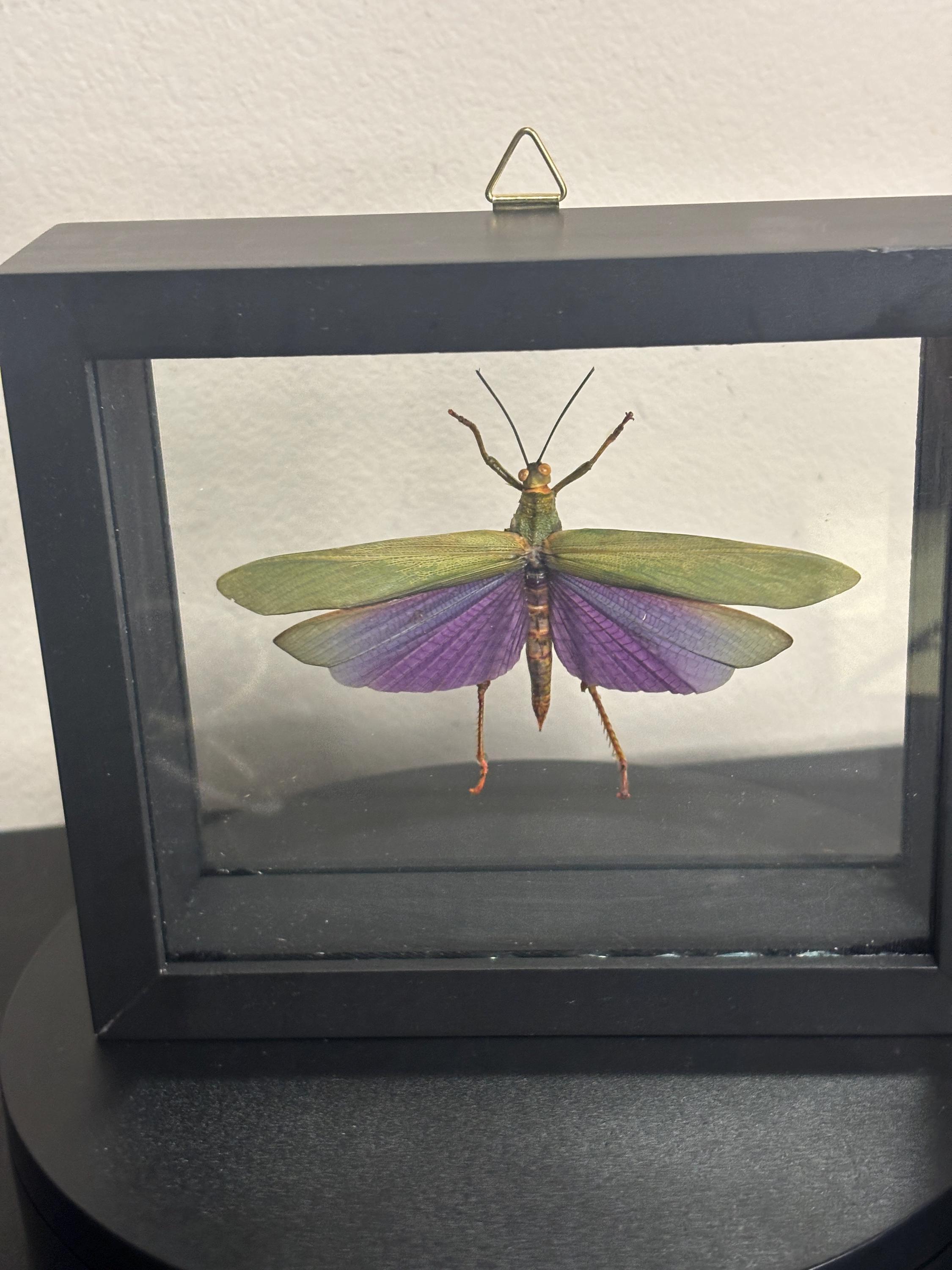 Titanacris Albipes - Etsy