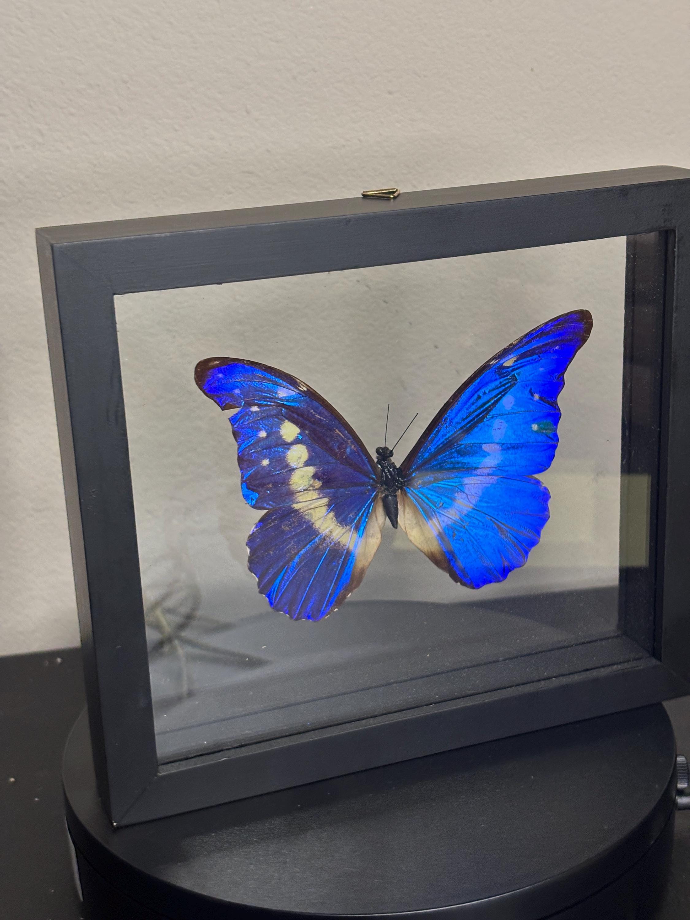Taxidermy Blue Morpho Helena Butterfly Ethically Sourced Insect Double ...
