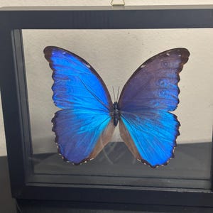May include: A framed butterfly with vibrant blue wings, showcasing a detailed pattern. The butterfly is encased in a black frame, creating a striking contrast. The wings display a gradient of blue hues, adding depth to the artwork. The frame includes a small metal hanger.