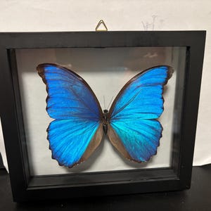 May include: A framed butterfly specimen with vibrant blue wings, displayed in a black rectangular frame. The butterfly's wings are open, showcasing a gradient of blue hues. The frame is hanging on a white background.