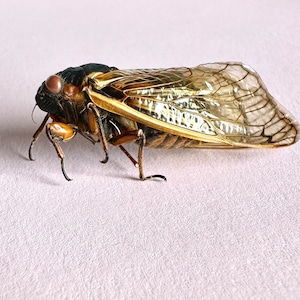 Peut inclure: Gros plan d'une cigale brune et noire aux ailes translucides. La cigale est posée sur une surface rose pâle.