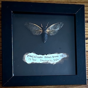 Peut inclure: Spécimen encadré d'un insecte, une cigale, dans un cadre noir. Le corps de l'insecte est sombre avec des reflets dorés sur les ailes. Le texte sur l'étiquette indique : "Magicicada Genus Brood XIII 17 Year Itasca, IL 2024."