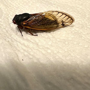 May include: A brown and black cicada with translucent wings on a white surface.