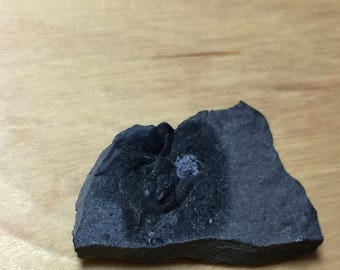 USA Cambrian Trilobite fossil in Matrix Small No. 007