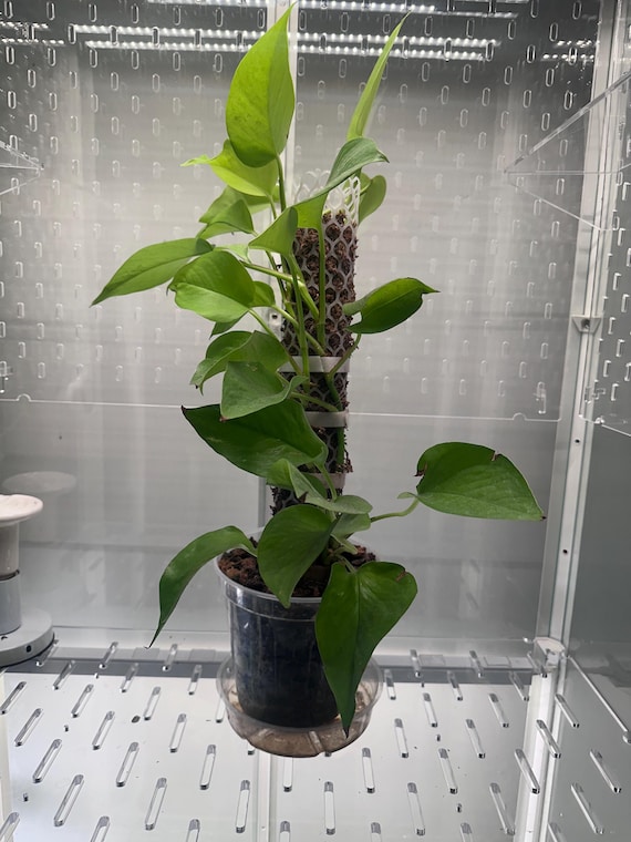 Brilliant Neon Pothos  Bold Chartreuse Foliage, Thriving Aerial Roots |  18" Moss Pole & 6" Clear Pot! NEON-002 - Etsy