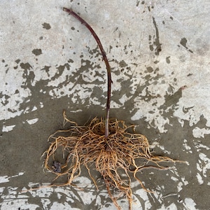 May include: A plant cutting with a long, dark stem and a mass of light brown roots. The stem is slightly curved and has a few small buds. The roots are tangled and spread out, suggesting a recent extraction from the soil. The cutting rests on a wet, concrete surface.