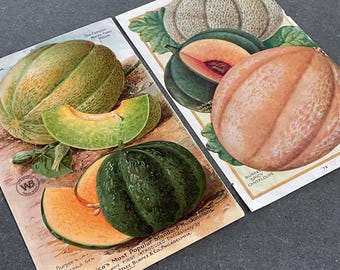 May include: Two vintage seed packets featuring illustrations of cantaloupe and muskmelon varieties. The packets are from W. Atlee Burpee & Co. and feature the text "Burpee's Emerald Gem" and "America's Most Popular Standard Muskmelons".