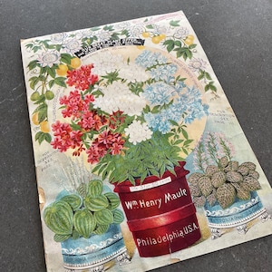 1910 Botanical Print William Henry Maule Flower Plant Vintage Catalog Page Advertisement Lithograph Original Antique