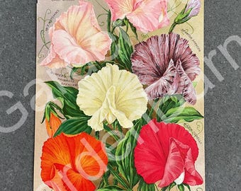 1911 Burpee’s Seed Catalog Page Philadelphia Pennsylvania Lithograph Floral Botanical Print Original Sweet Peas