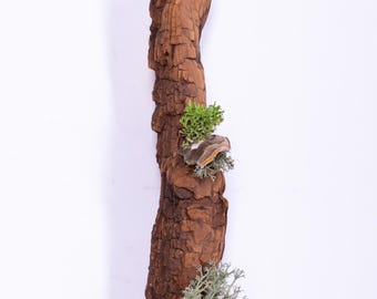 Floating Forest Art | Moss on Bark Natural Wall Decor | EcoFriendly Hanging Bark | Preserved Moss  Mushrooms |  Vertical Garden Indoor