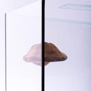 Natural Reishi Mushroom for Terrarium | Dried Fungus Adhesive | Reptile Vivarium Decor | Bioactive Tank Wall Accent | Forest Habitat Decor