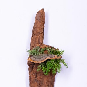May include: A piece of driftwood with two brown and orange mushrooms growing on it. The driftwood is covered in green moss and is on a white background.