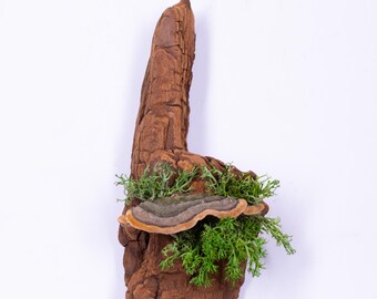 Moss Wall Art with Mushroom | Forest Decor on Bark | Natural Wood Wall Sculpture | Rustic Botanical Wall Hanging | Nature Inspired Gift