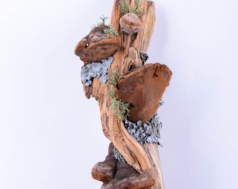 Driftwood with Moss & Mushrooms | Decor Branches Room | Wall Decor | Wood Branch | Decor Unique | Real Wood | Driftwood Piece | Wood Sticks