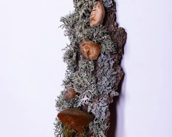 Floating Forest Art | Moss on Bark Natural Wall Decor | EcoFriendly Hanging Bark | Preserved Moss  Mushrooms |  Vertical Garden Indoor