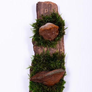 Rustic Forest Wall Art | Real Moss and Bark Sculpture | Natural Wood Wall Hanging | Eco Woodland Decor | Handmade Nature Wall Accent