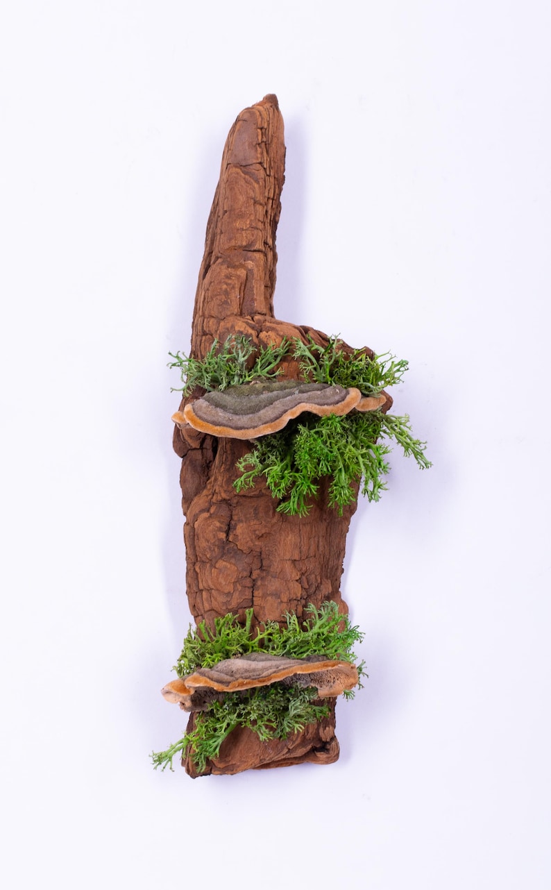May include: A piece of driftwood with two brown and orange mushrooms growing on it. The driftwood is covered in green moss and is on a white background.