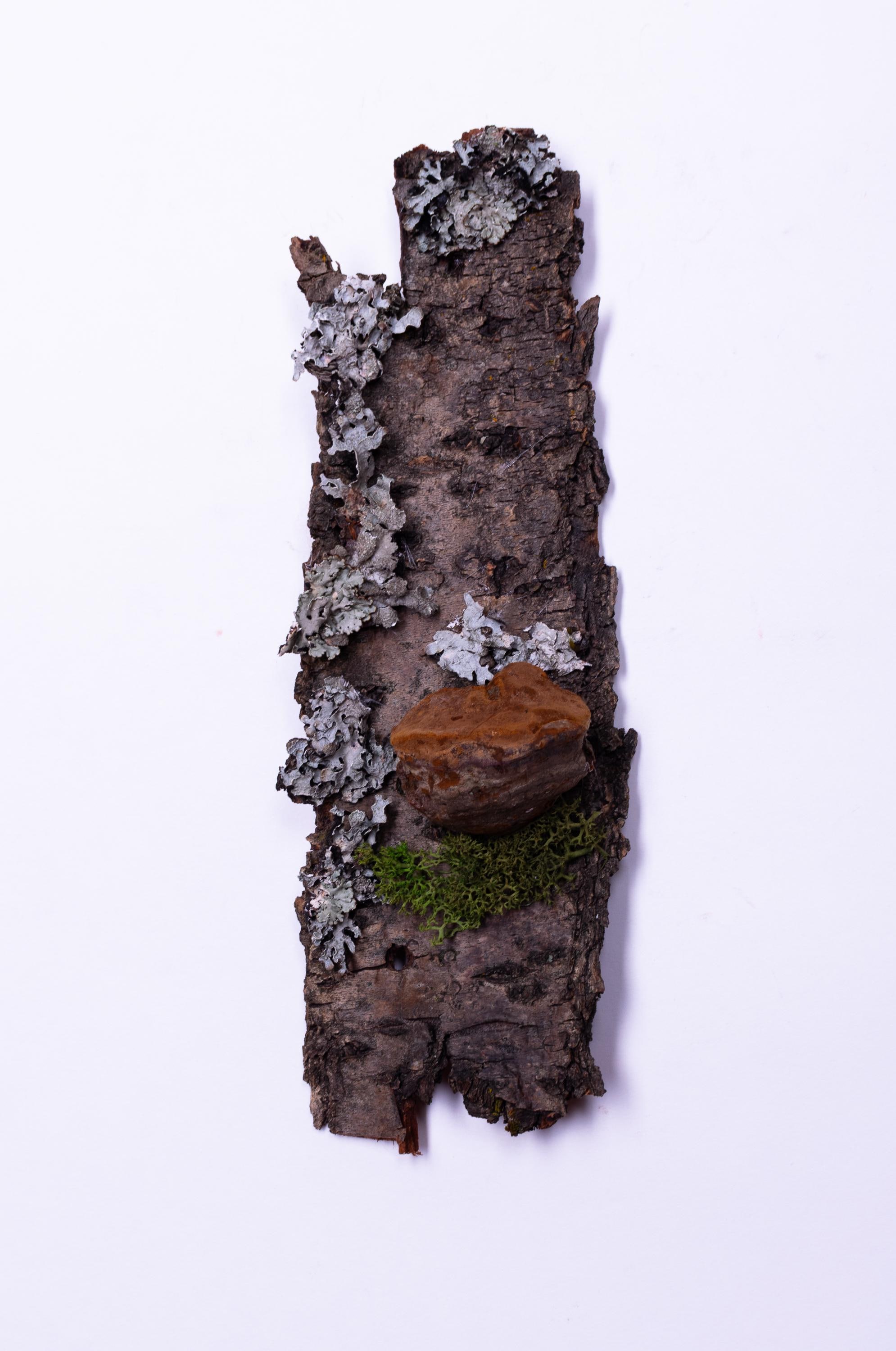 Lichen Bark Wall Art | Natural Moss Wood Decor | Rustic Forest ...