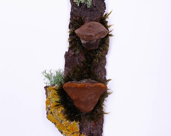 Moss Wall Hanging | Botanical Wall Decor | Forest Mushroom Sculpture | Natural Bark Art | Rustic Organic Home Accent | Woodland Gift