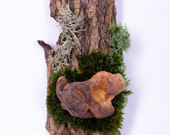 Floating Forest Art | Moss on Bark | Natural Wall Decor | Eco Friendly Hanging Bark | Preserved Moss  Mushrooms | Vertical Garden Indoor