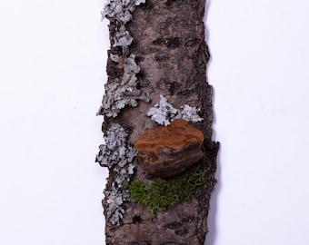 Floating Forest Art | Moss on Bark Natural Wall Decor | Eco Friendly Hanging Bark | Preserved Moss  Mushrooms |  Vertical Garden Indoor