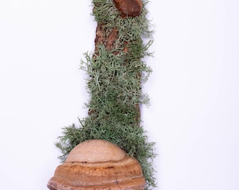 Wall Art with Moss and Fungus | Natural Rustic Home Decor | Tree Bark Sculpture | Forest-Inspired Wall Hanging | Handmade Organic Decor