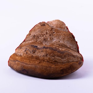 Natural Reishi Mushroom for Terrarium | Dried Fungus Adhesive | Reptile Vivarium Decor | Bioactive Tank Wall Accent | Forest Habitat Decor