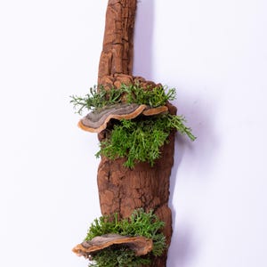 May include: A piece of driftwood with two shelf-like growths, each with a small patch of green moss and a brown mushroom-like growth.