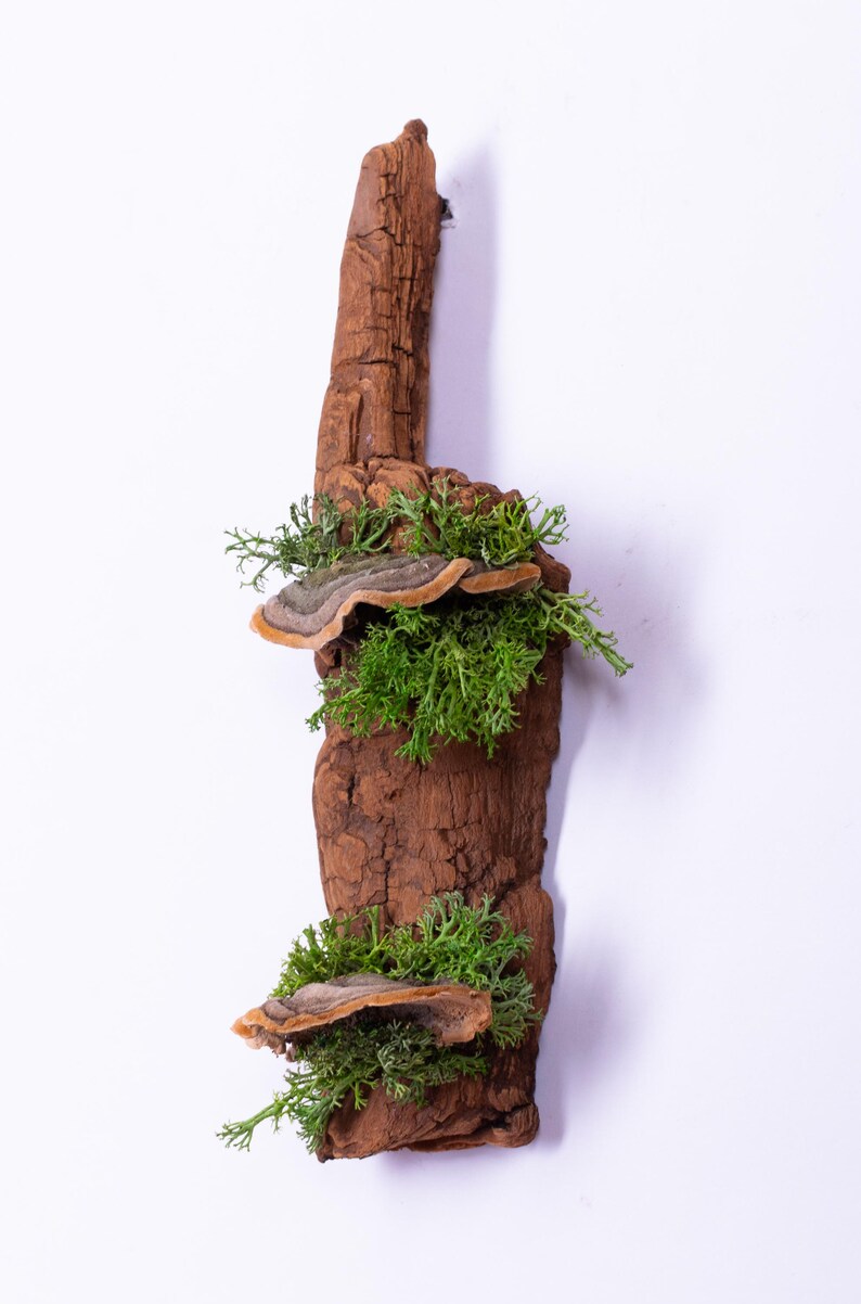May include: A piece of driftwood with two shelf-like growths, each with a small patch of green moss and a brown mushroom-like growth.
